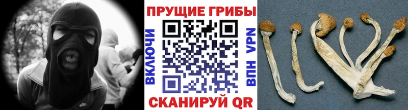 Купить где  Иннополис  Псилоцибиновые грибы Magic Shrooms 